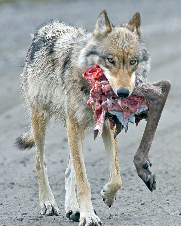 Изображение Основу питания волков составляют копытные животные: в тундре — северные олени; в лесной зоне — лоси, олени, косули, кабаны, нередко зайцы и мышевидные грызуны. 