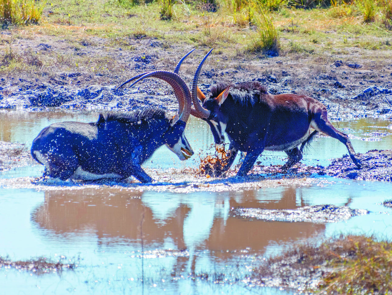 Изображение Самцы черной антилопы — сильные и неуступчивые соперники. ФОТО SHUTTERSTOCK 