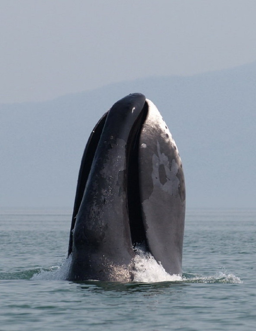 Изображение Гренландский кит. Фото: ru.wikipedia.org 