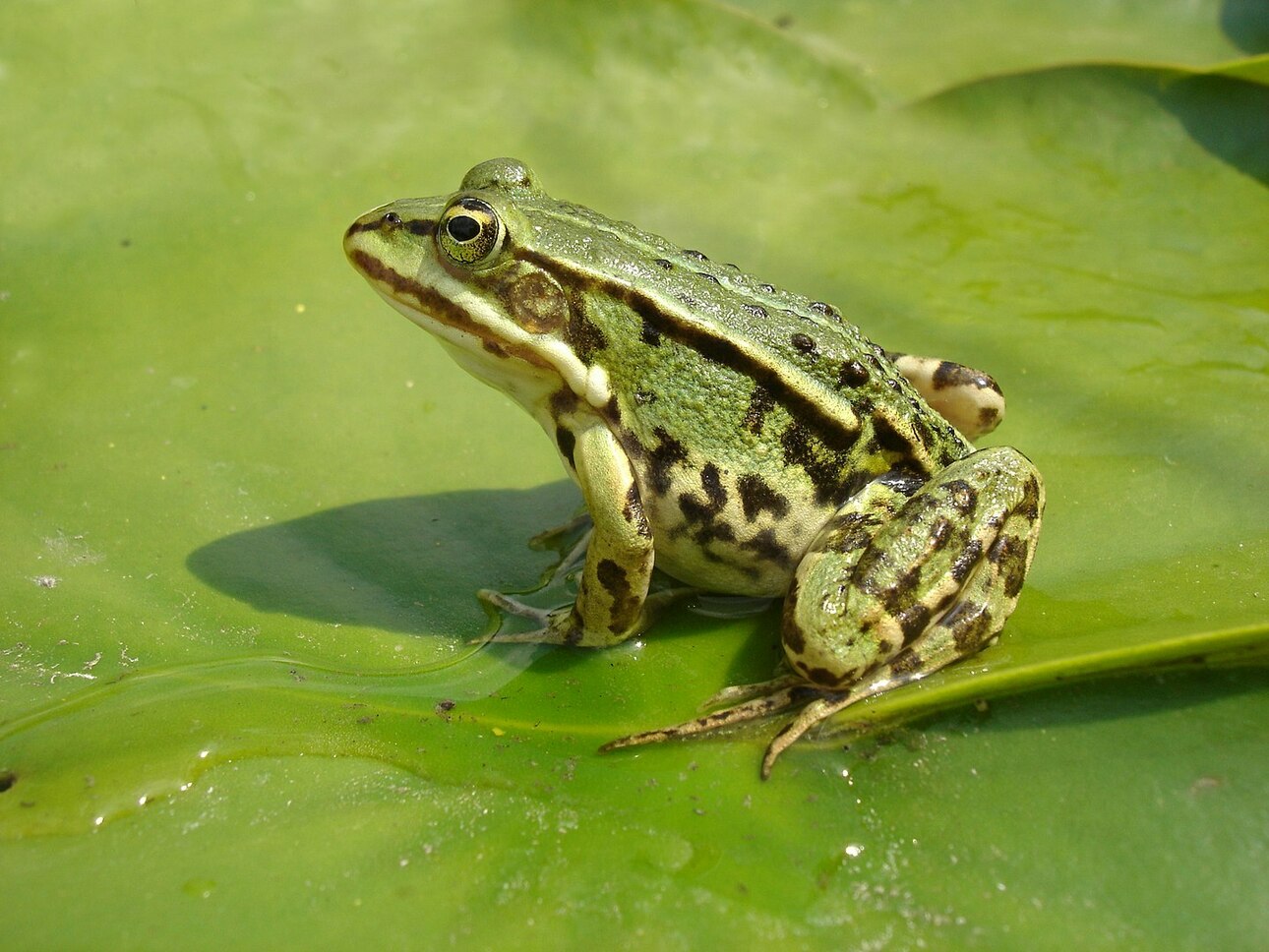 Изображение Rana esculenta (Съедобная лягушка). Фото: ru.wikipedia.org 