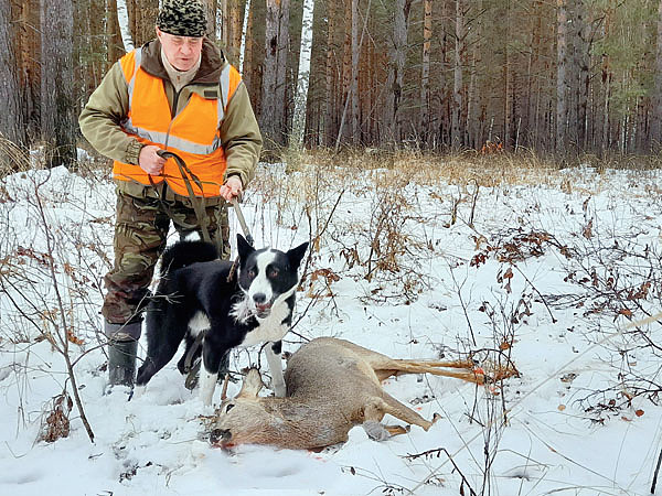 Изображение Рабочие по зверю собаки — незаменимые помощники. Фото автора. 