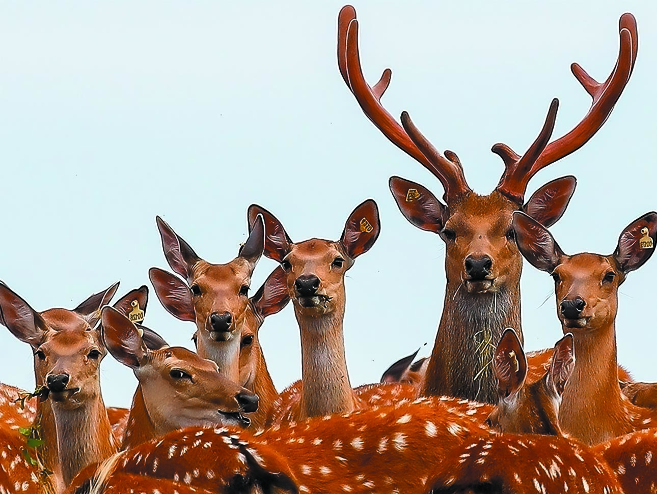 Изображение 40,7 тысячи пятнистых оленей — такова официальная численность вида в России, по данным ФНИЦ «Охота» Минприроды России. Фото: shutterstock 