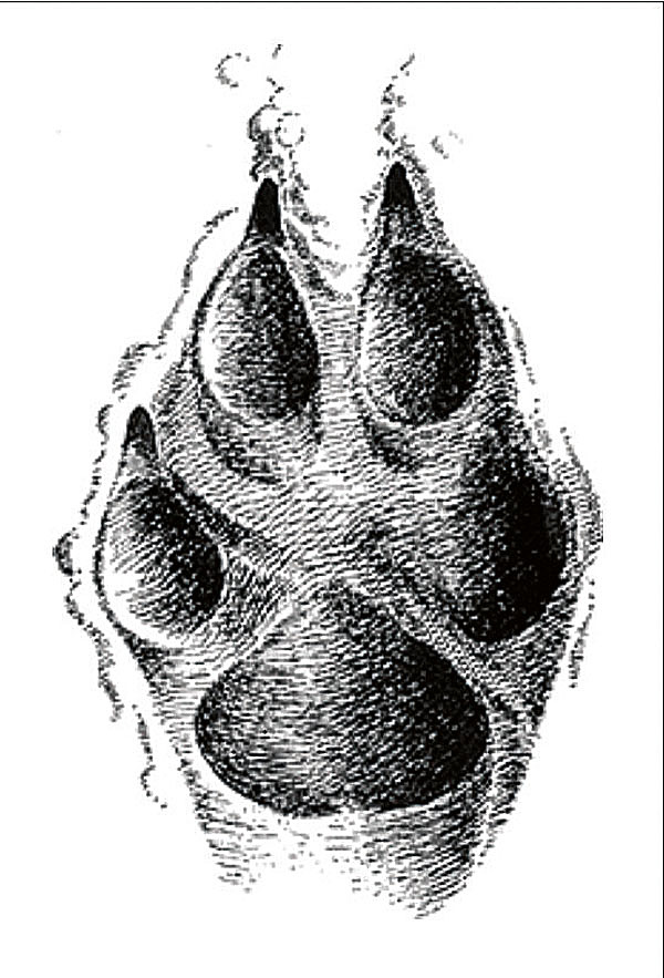 Изображение Волчий след отличается от собачьего более крупными размерами и плотным расположением подушечек пальцев к ступне. 