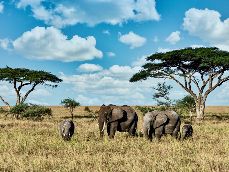 Изображение Намибия вывесила прейскурант летней охоты на слонов 
