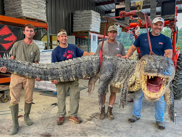 Изображение В США охотники выловили двух гигантских крокодилов (фото монстров)