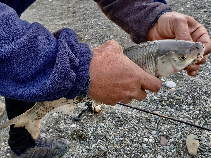 Изображение Рыбу такого размера уже приятно держать в руке. Фото: Шеляга Геннадия. 