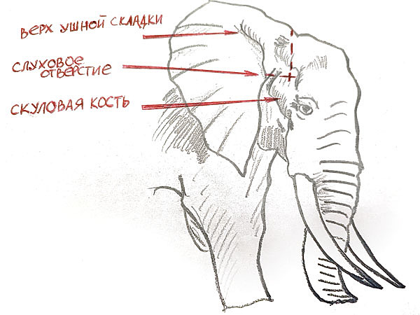 Изображение Знание анатомии слона — важная часть подготовки к охоте. 