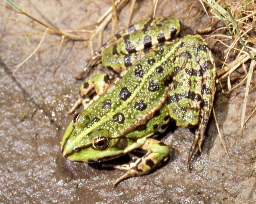 Изображение Pelophylax ridibundus (Озерная лягушка). Фото: ru.wikipedia.org 