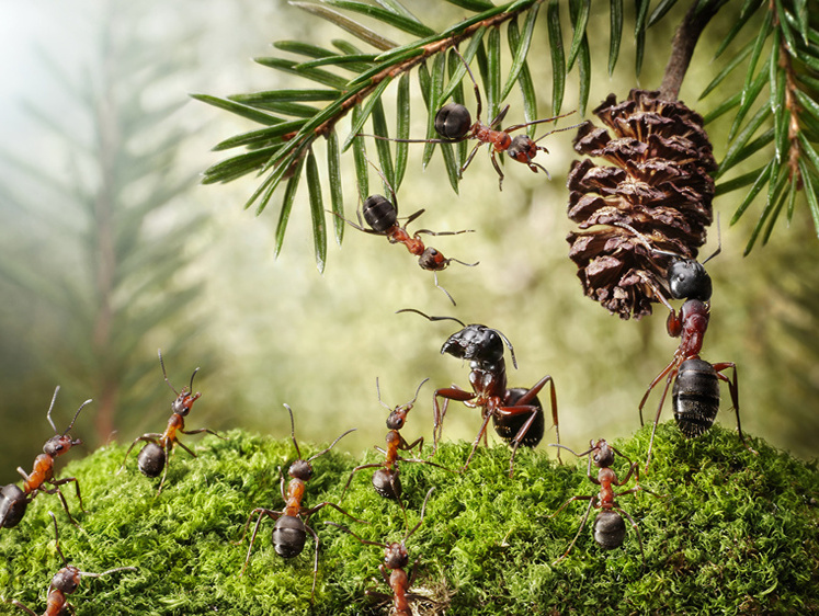 Изображение Муравьи против комаров. Лесной лайфхак от комариных укусов