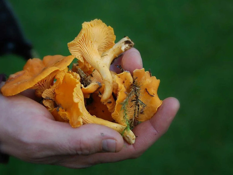 Изображение Пять самых безопасных грибов для употребления в пищу сырыми