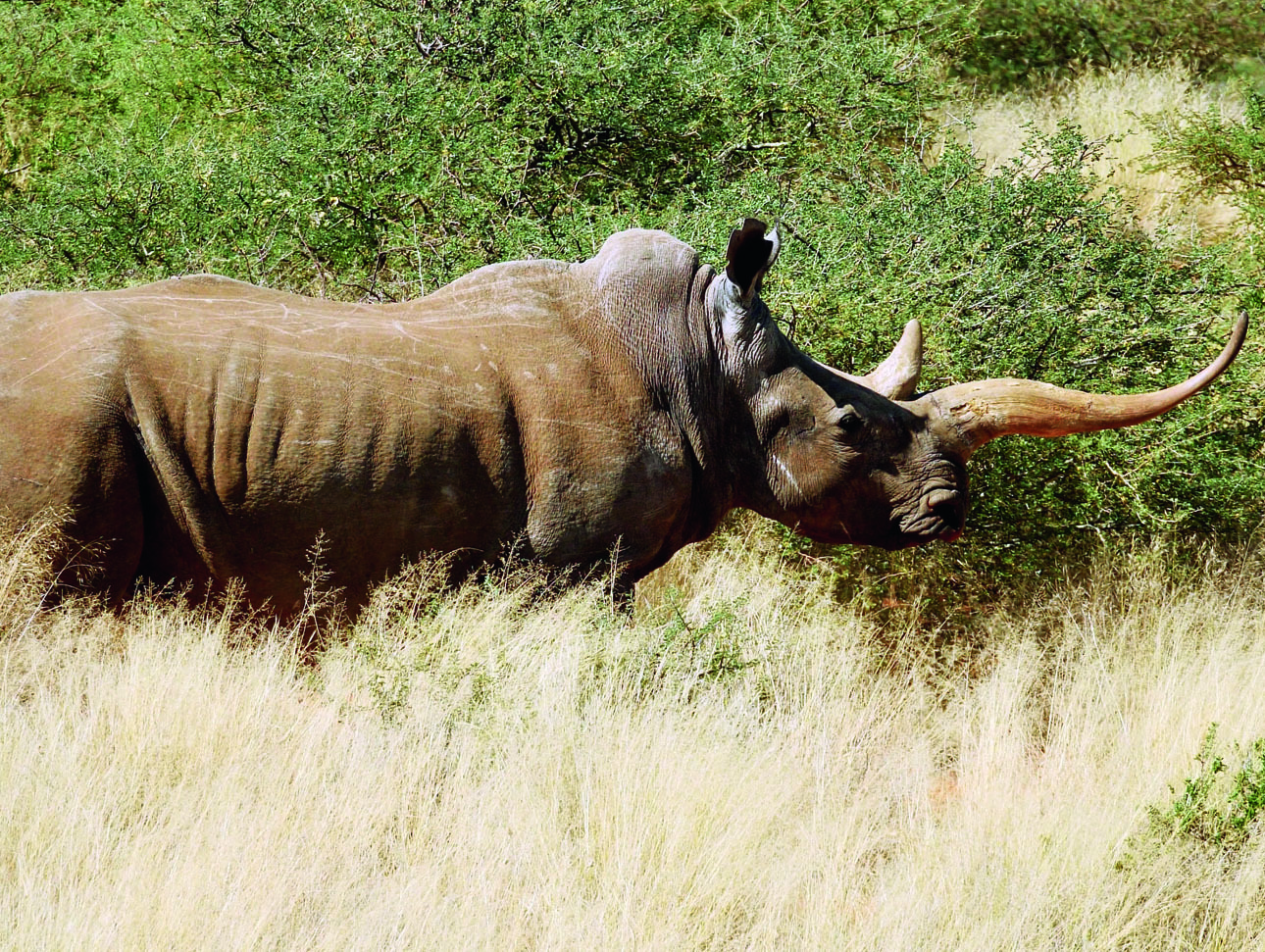 Изображение Не только люди бывают разными. Среди носорогов встречаются и такие особи. Фото автора. 