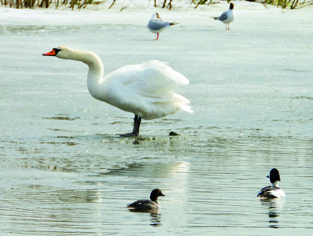 Изображение В кадр попали красавец лебедь-шипун, озерные чайки и пара гоголей. Фото автора. 