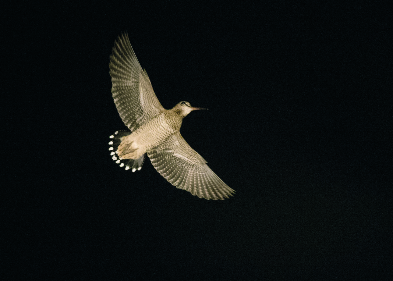 Изображение За одну ночь вальдшнеп во время миграции может преодолеть расстояние до 600 км. Фото Вячеслава Забугина. 
