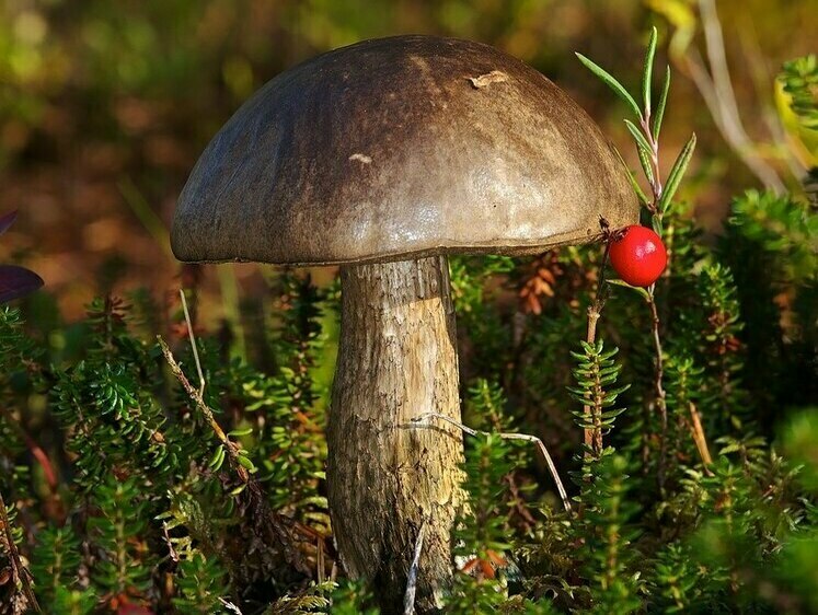 Изображение До девяти лет. В России озвучили список запрещенных к сбору грибов
