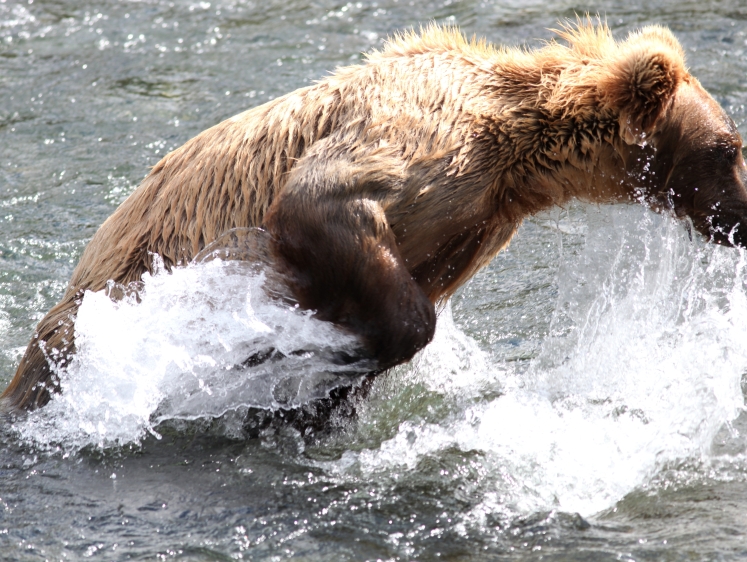 Изображение Погоня медведя на реке за лодкой. Спасительный воблер