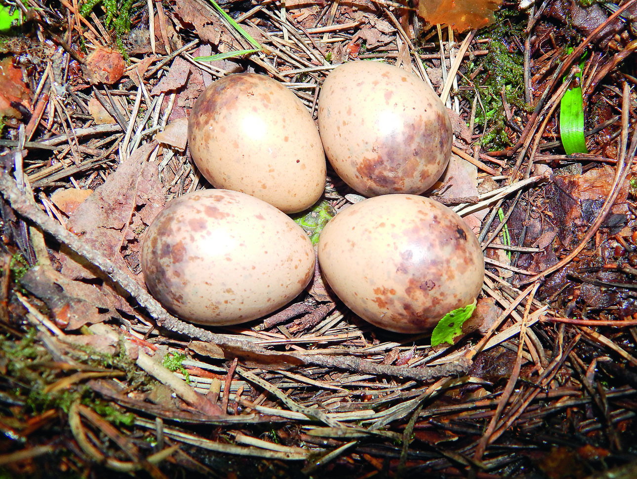 Изображение Гнездо, найденное ягодниками 7 июля 2019 года в лесу, в окрестностях 
г. Конаково. Фото автора. 