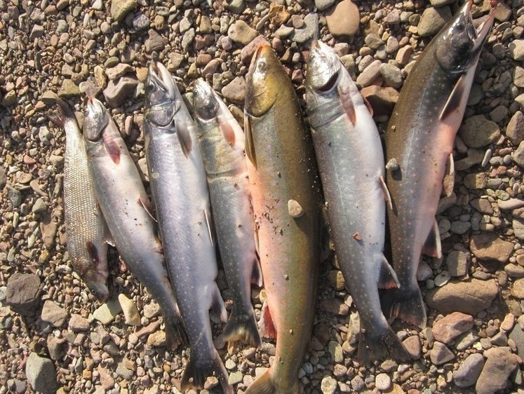 Изображение Чукотская рыбалка