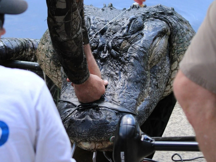 Изображение Во Флориде выловлен крокодил более 400 килограммов веса (фото)