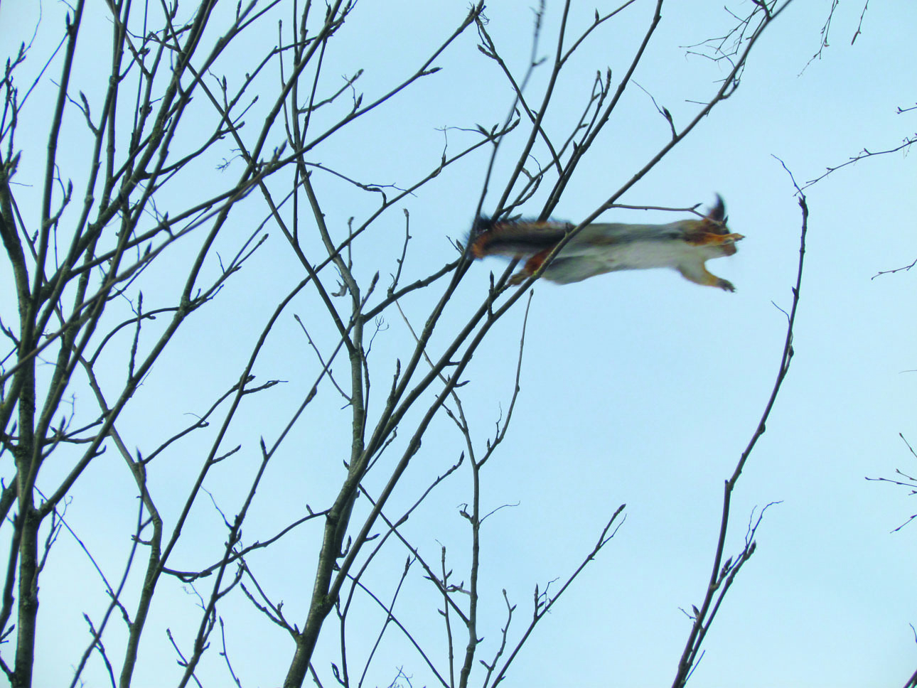 Изображение Белка может совершать прыжки с дерева на дерево длиной до 4 метров, 
а вниз до 15 метров. ФОТО СВЕТЛАНЫ БУРКОВСКОЙ 