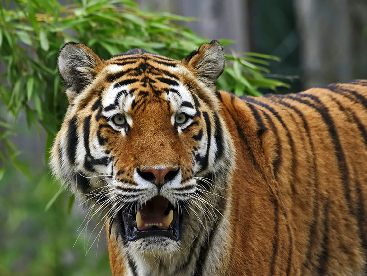 Изображение Жители Приморского края страдают от нашествия тигров