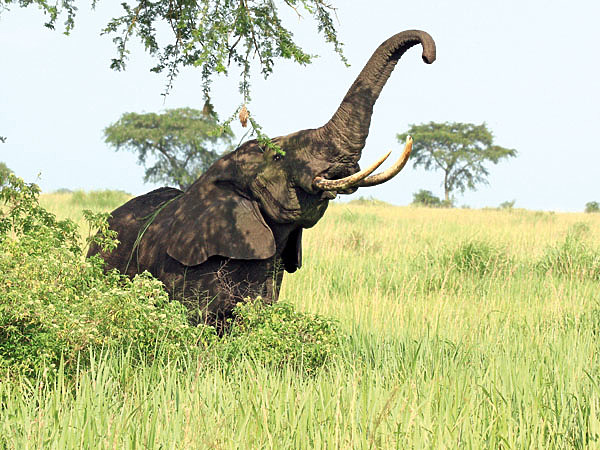Изображение В день слон потребляет около 300 кг листьев и травы. ФОТО CHARLES J. SHARP/WIKIMEDIA.ORG (CC BY-SA 4.0) 
