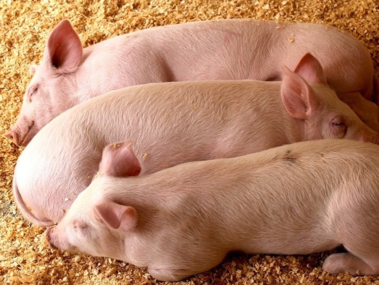 Изображение Колбаса с вирусом чумы свиней в России. Что происходит