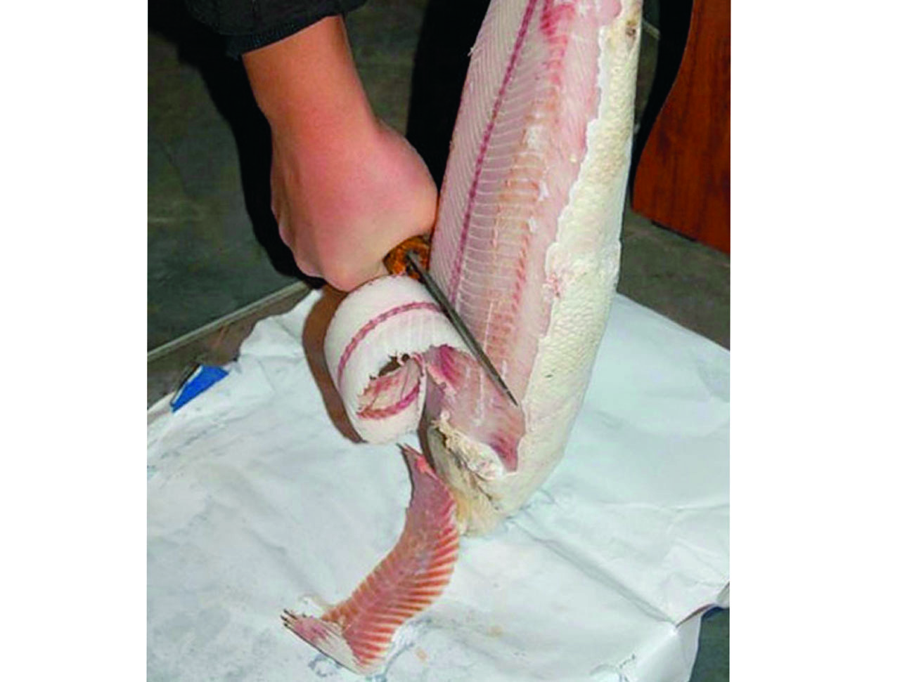 Изображение Одна из обычных функций якутского ножа — это строгание мороженой рыбы. ФОТО CHOLBON/WIKIMEDIA.ORG (CC BY-SA 4.0) 