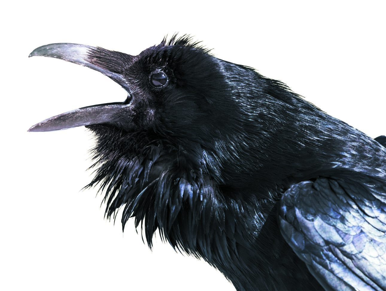 Изображение Прямой мощный клюв ворона без труда пробивает дно глазного яблока олененка. Фото: shutterstock 