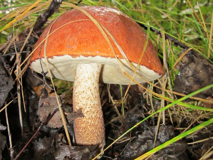 Изображение Чудесный гриб России. Подосиновик мой красный