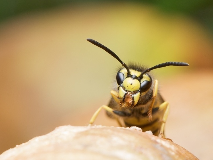 Изображение Осы-пчелы и шмели. Что делать при укусе насекомых?