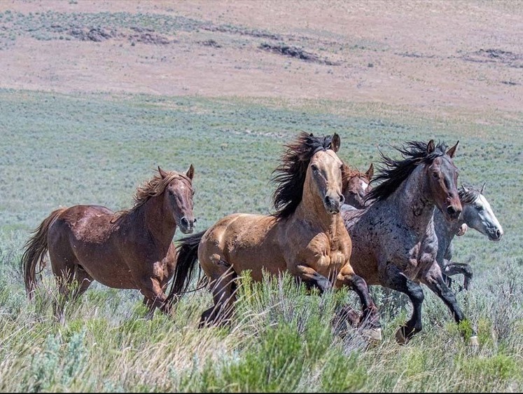 Изображение Дикие табуны лошадей угрожают природе. Американское решение