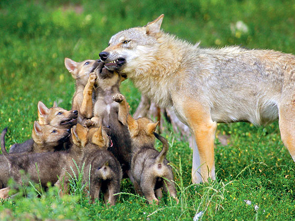 Изображение Волчица приносит в среднем 6–7 волчат, но при обильной кормовой базе максимально в выводке может быть до 13 щенков. ФОТО SHUTTERSTOCK 