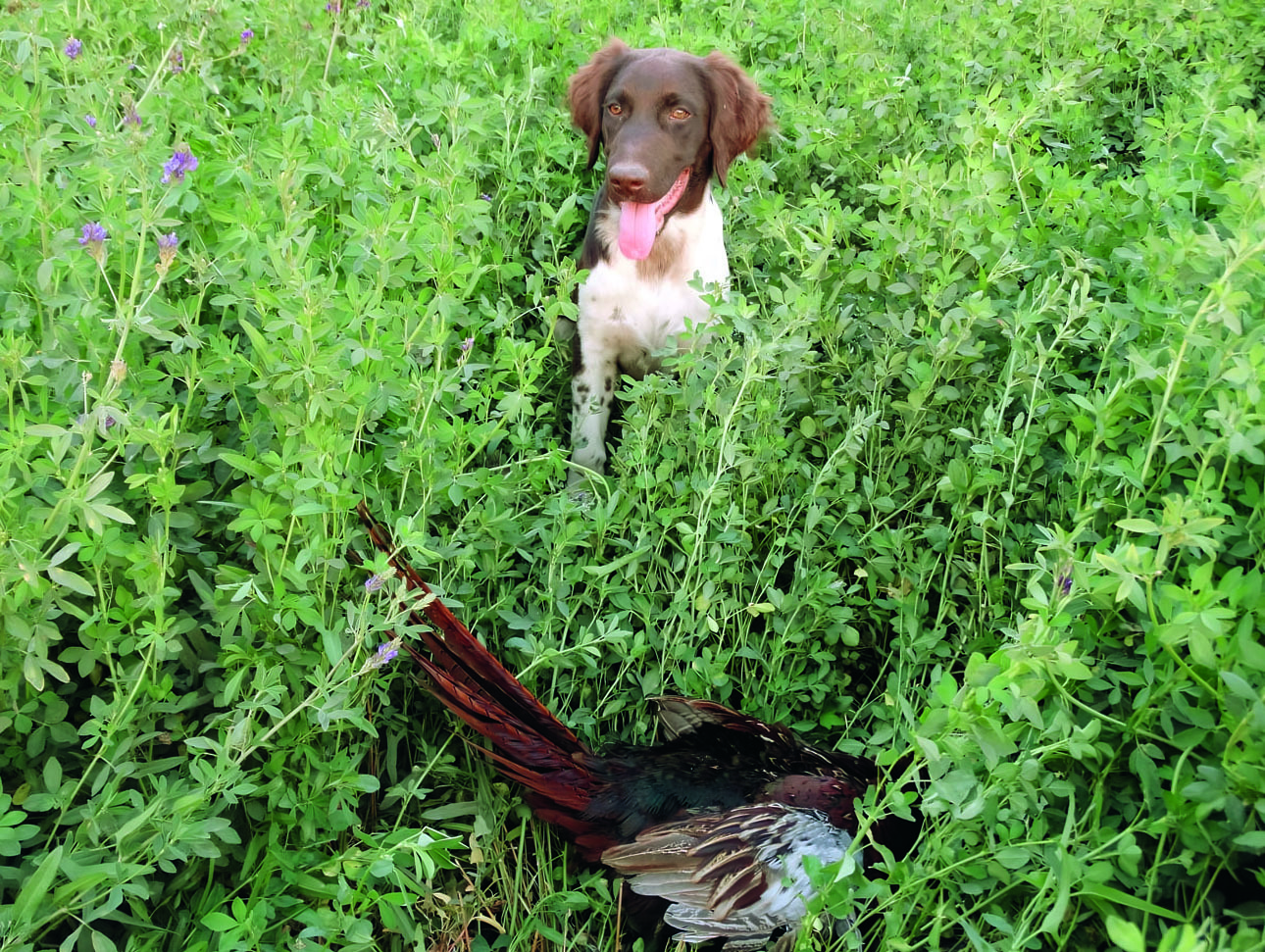 Изображение Выгнать фазана из высокой травы непросто, найти битого тоже. Но Дюк справился. Фото автора. 