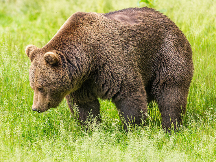 Изображение Бурого медведя хотят исключить из Красной книги Беларуси