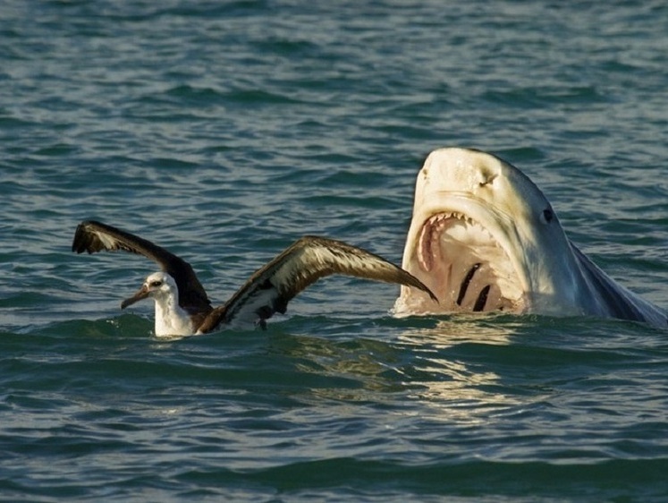 Изображение Акулы едят людей. Насколько морским хищникам интересен человек