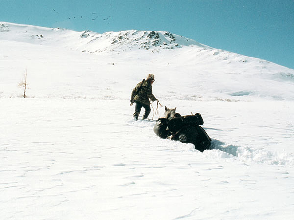 Изображение Сквозь снега на перевале. Фото автора. 