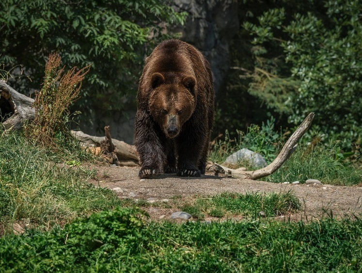 Изображение В России предложили разрешить бесплатно отстреливать медведей