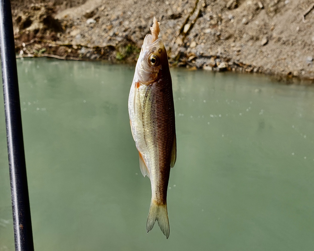Изображение Вот та самая плотва-быстрянка, которая мешает поймать более крупную рыбу. Фото: Шеляга Геннадия. 