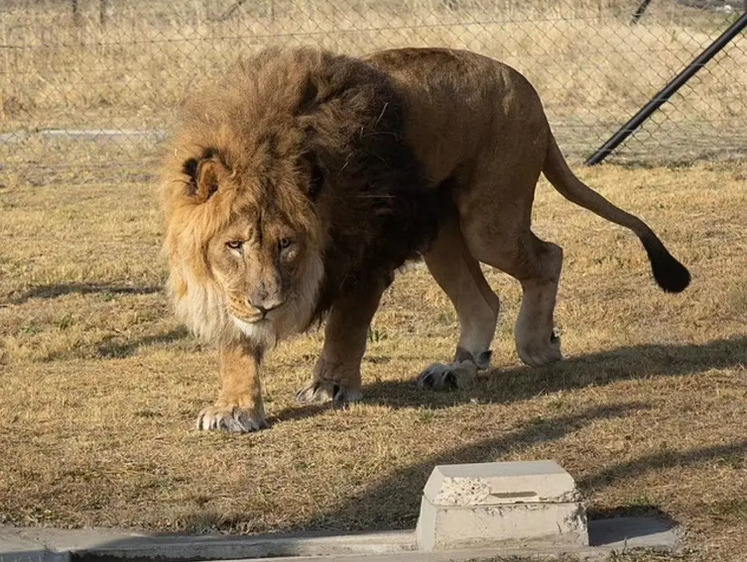 Изображение Шесть лет в клетке. Измученного льва в Армении вызволили из плена