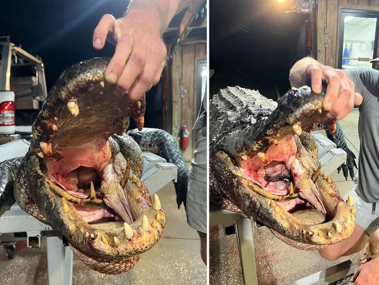 Изображение В пасти добытого крокодила нашли вросший в челюсть олений рог