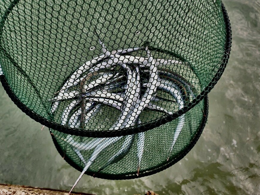Изображение Хороший улов саргана всегда радует. Фото: Шеляга Геннадия. 