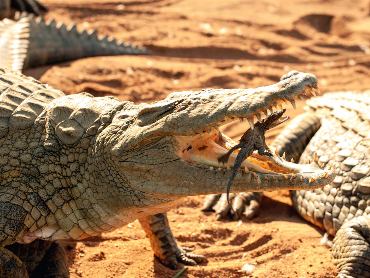 Изображение Несмотря на репутацию убийц, крокодилы — заботливые родители. ФОТО: SHUTTERSTOCK 
