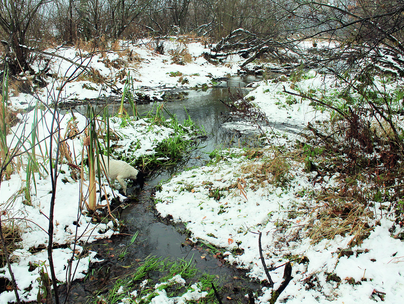 Изображение Когда выпадет первый снег и замерзнут озера, уток надо искать по небольшим, еще не покрытым льдом речкам. Фото автора. 