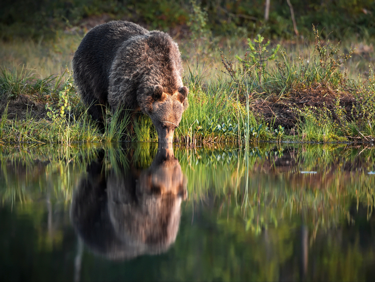 Изображение «Оторвал мне голову»: в Сибири на охотника напал спящий медведь