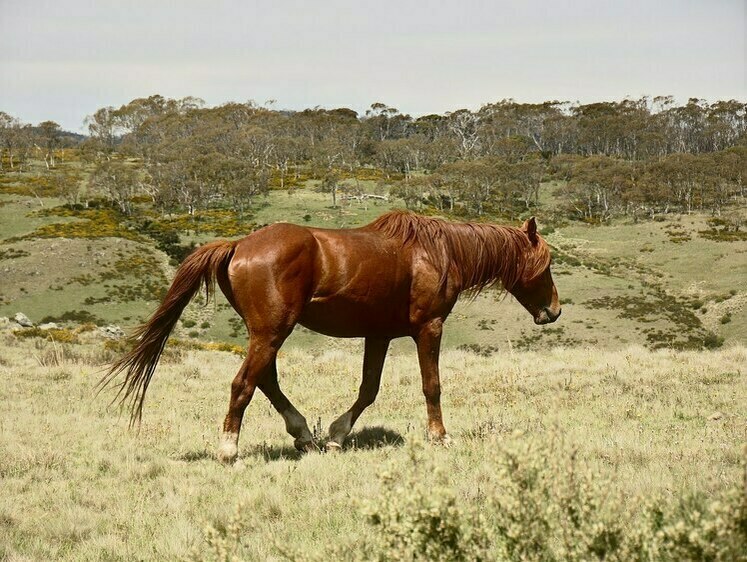 Изображение Австралия устала от лошадей: их надо срочно расстрелять