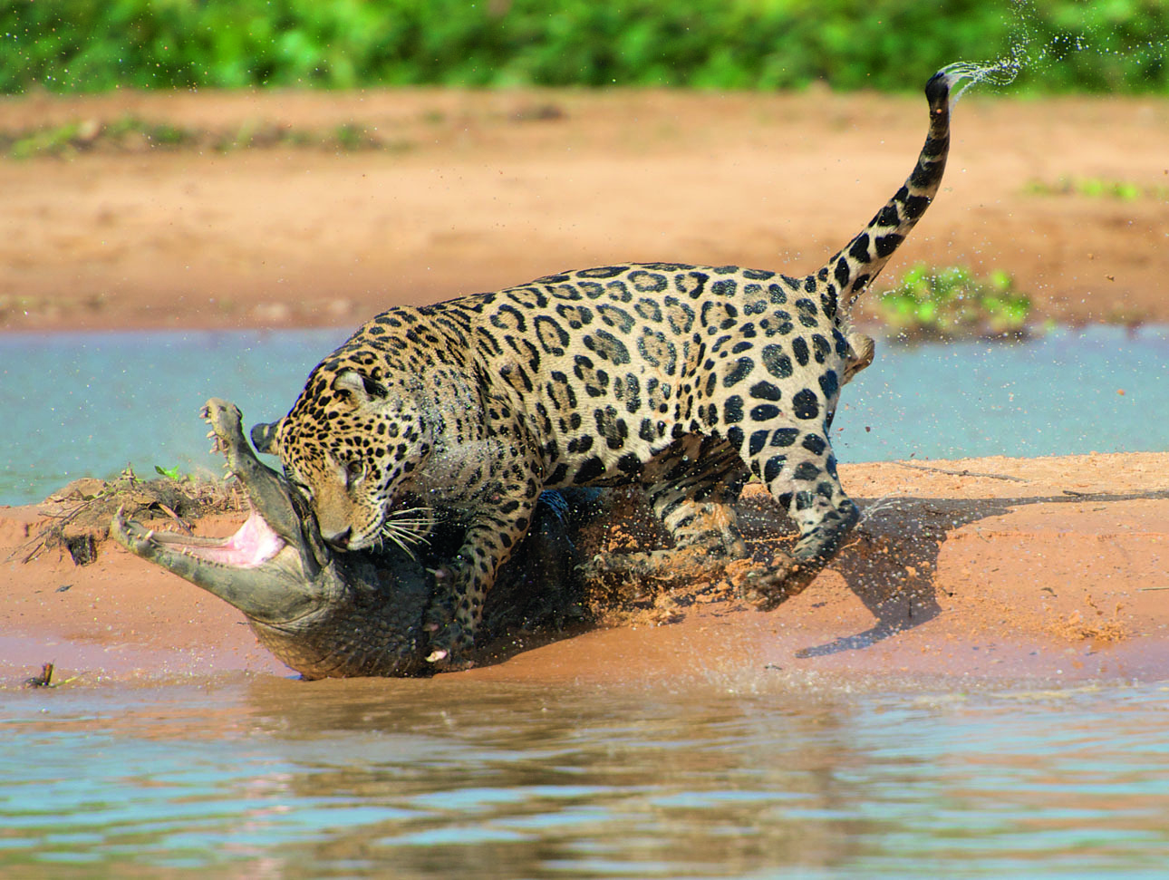 Изображение Нередко молодые крокодилы сами становятся добычей. ФОТО: SHUTTERSTOCK 