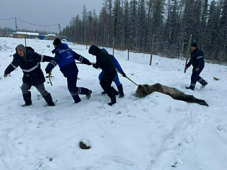 Изображение Разорванных медведем рабочих из Якутии привезли лечить в Москву