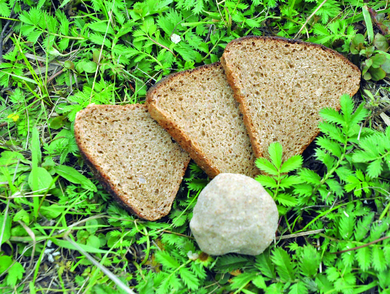 Изображение Ржаной хлеб сначала нужно превратить в однородную массу. Фото: Линника Николая. 