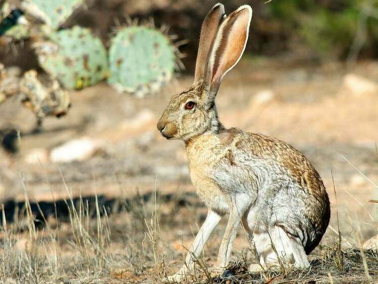 Изображение Как охотятся на зайцев в США. Методы и оружие