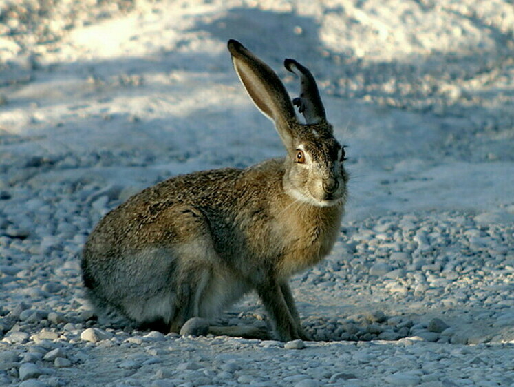 Изображение Неправильные балтийские зайцы. Опровержение трусости